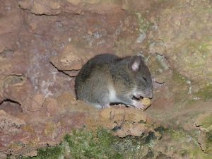 A small Allegheny woodrat nibbles on some food in a rocky landscape.