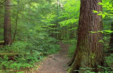 A wide dirt path extends into a forest, disappearing out of view into the trees. Towering trees and talls ferns shade the path.