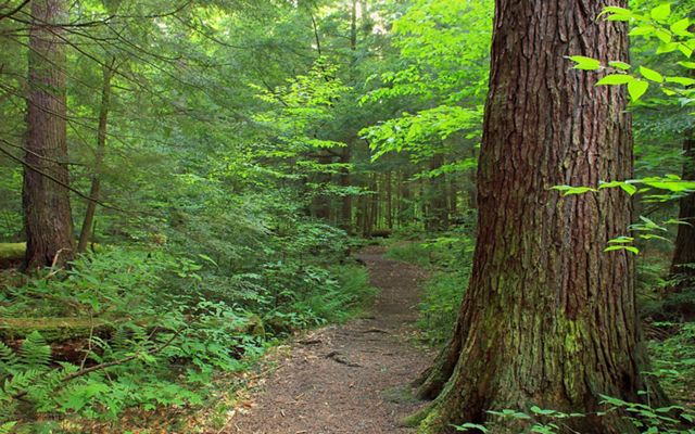 A wide dirt path extends into a forest, disappearing out of view into the trees. Towering trees and talls ferns shade the path.