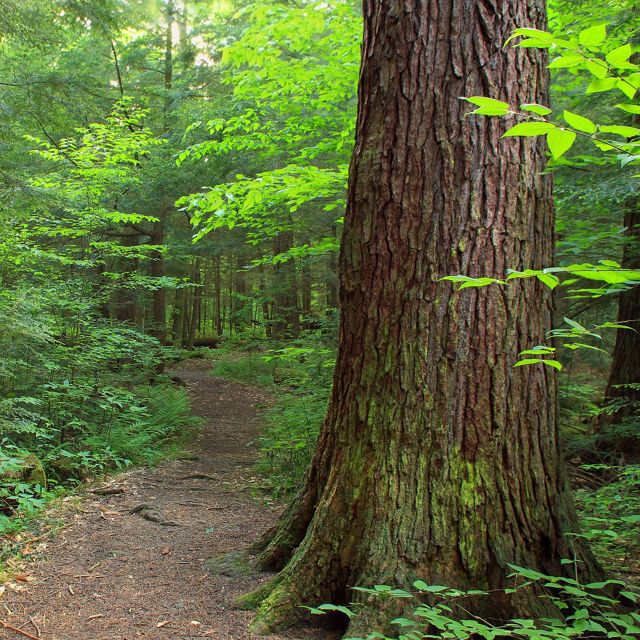 A cleared path runs through the middle of a lush green forest. A tall and wide tree grows to the right of the path in the foreground.