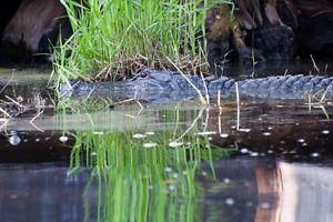 Okefenokee National Wildlife Preserve The Nature Conservancy   Alligator At Okefenokee 