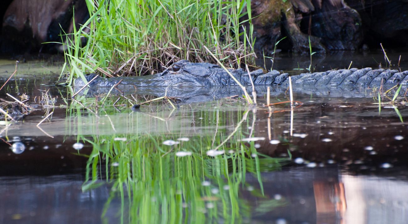 Closeup of an American alligator lying in a swamp.