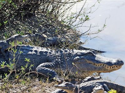 An alligator and a baby alligator sit at the edge of a pond.