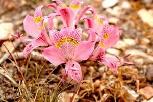 Flora Nativa Chile Central