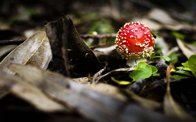 Amanita muscaria mushroom