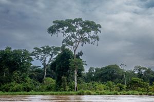 A tall tree stands next to the Orteguaza river, with several hanging nests on its branches.