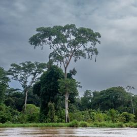 A tall tree stands next to the Orteguaza river, with several hanging nests on its branches.