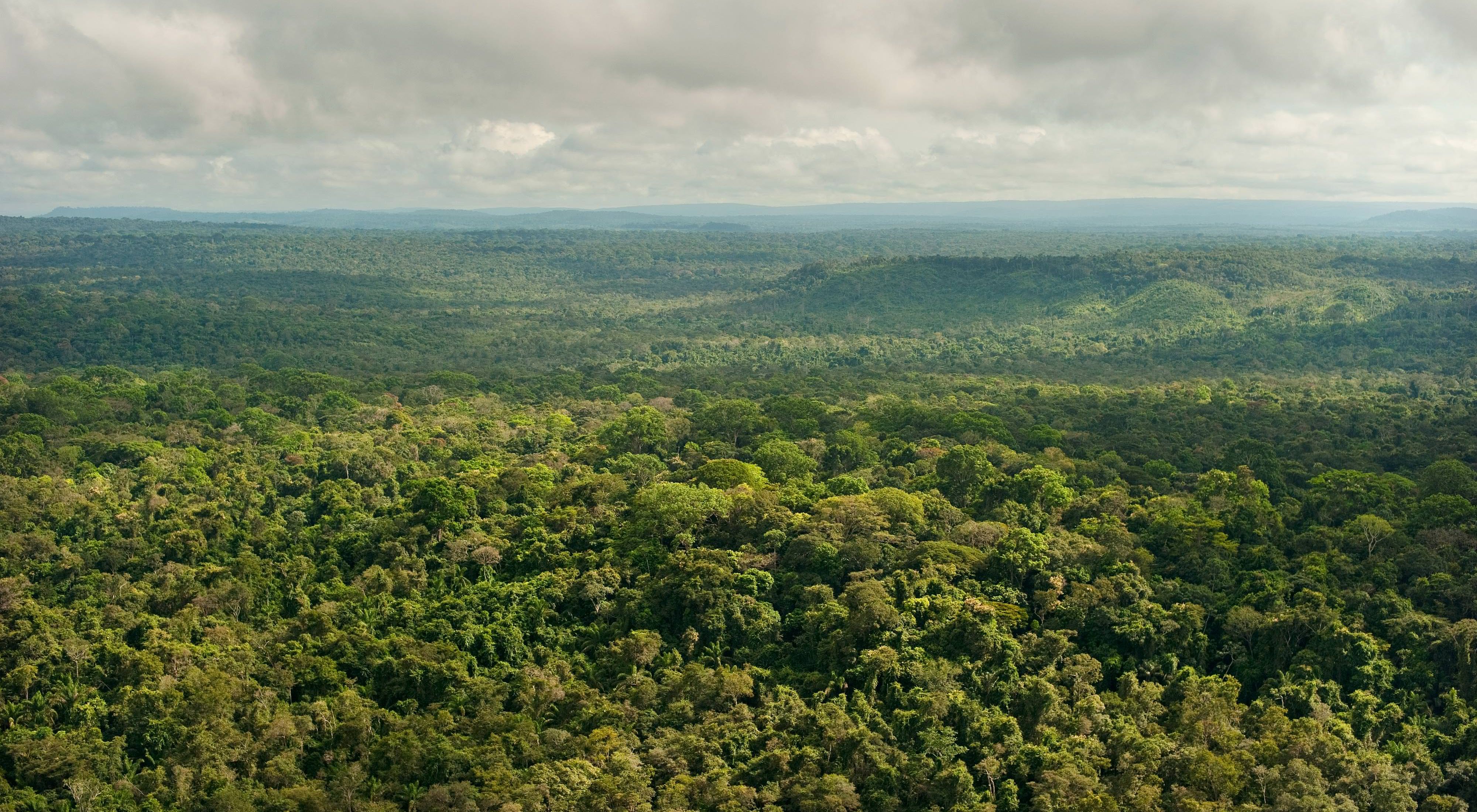 An aerial view of a portion of the remaining Amazon rainforest at São Félix do Xingu, a municipality that has one of the highest rates of deforestation in the country.