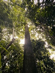 Tall tree in the Amazon