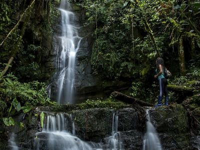 Cascada de agua en bosque