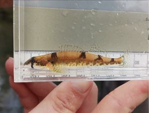 A small orange fish.
