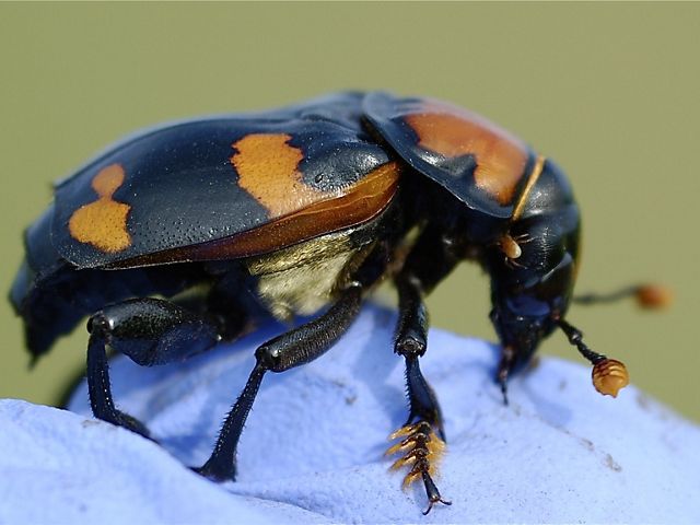 Close-up of a black and orange beetle crawling on a researcher's gloved hand.