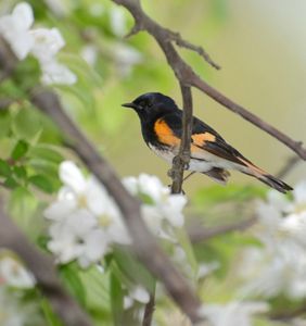 A black and red bird sits among branches. 