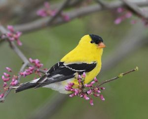 An American Goldfinch.