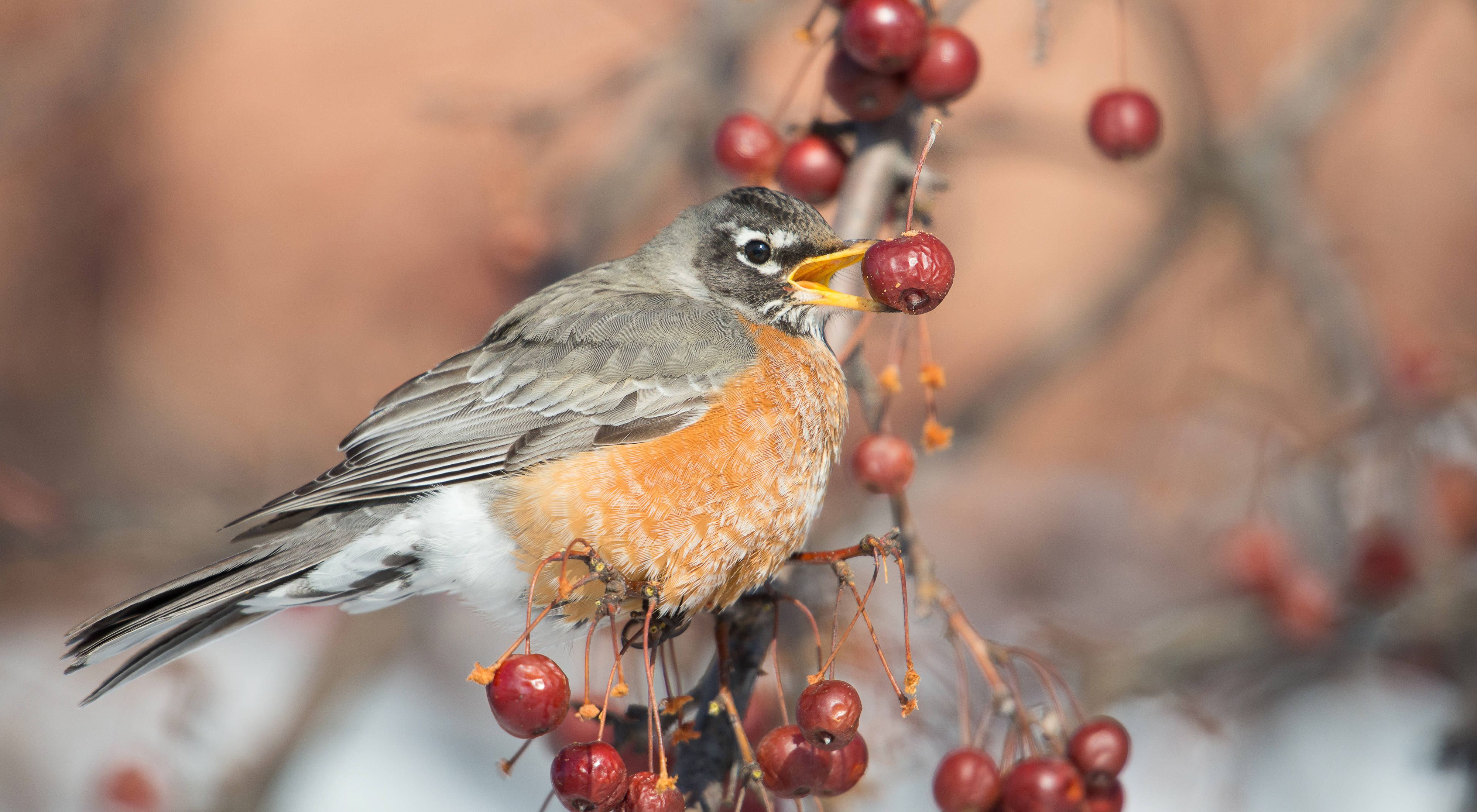 Closeup of an American robin with a small red berry in its beak perched on a thin branch.