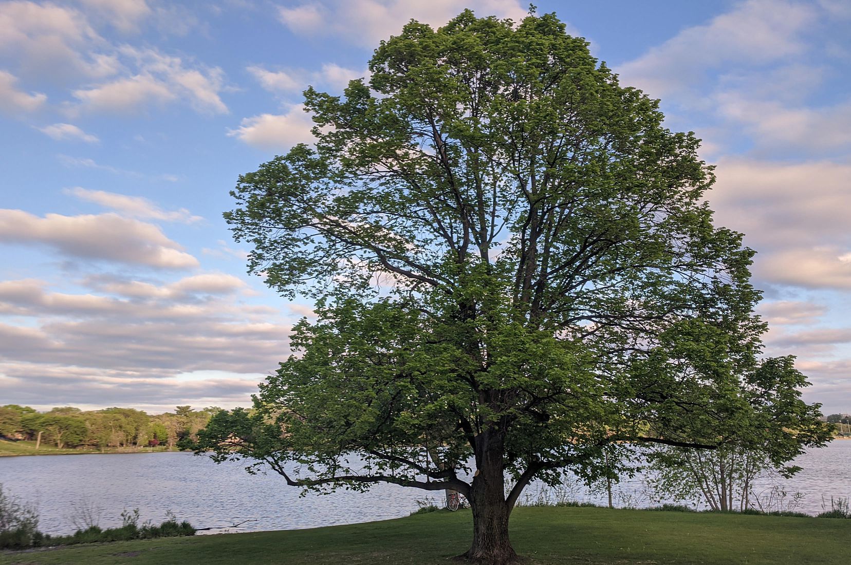 Midwest Tree Species