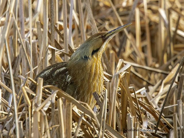 American Bittern blending in with the marsh reeds.