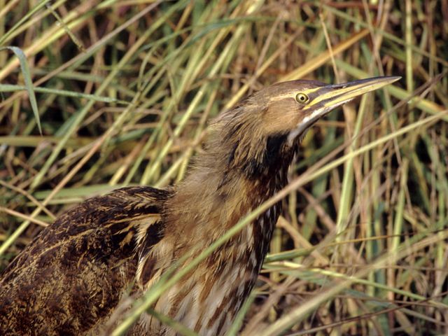An American Bittern among the reeds.