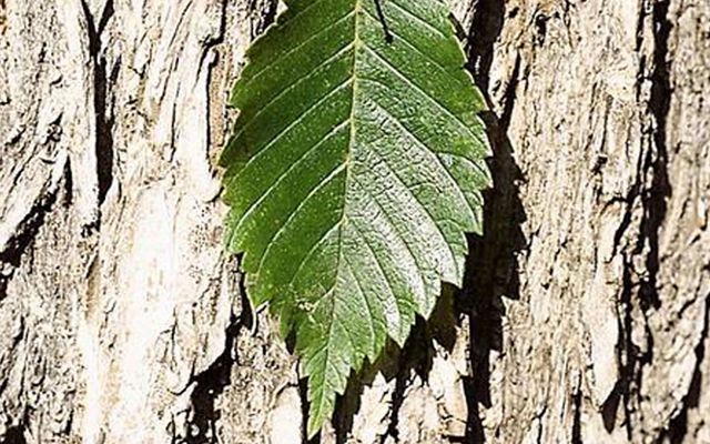 American Elm Leaf