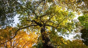 View looking up to the tops of elm trees.