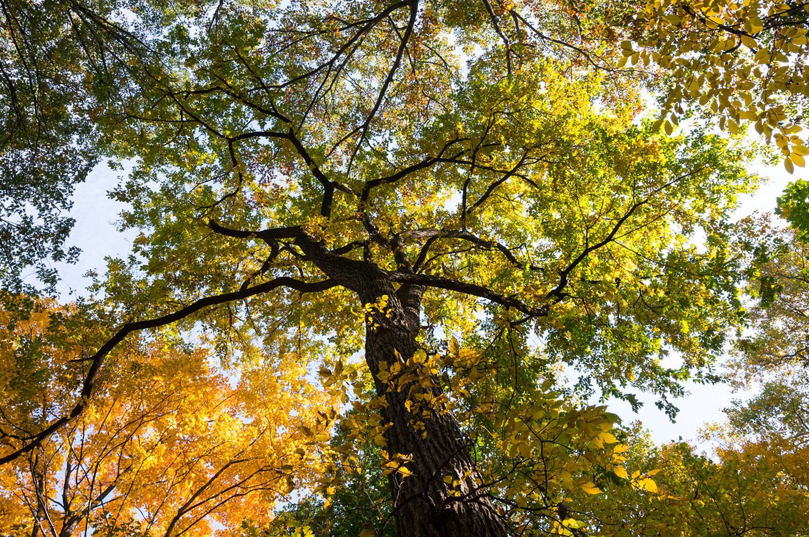 Tree Simple Mid Midwest Tree Species