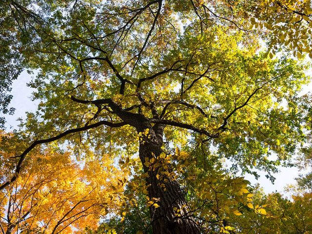 A tree's branches spread out to block the sky.