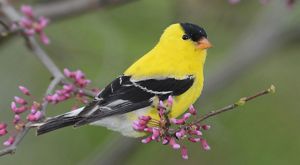 Small yellow best sale bird in nj