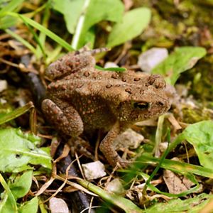 A toad with wart-like bumps on its body sits on the ground among green vegetation.