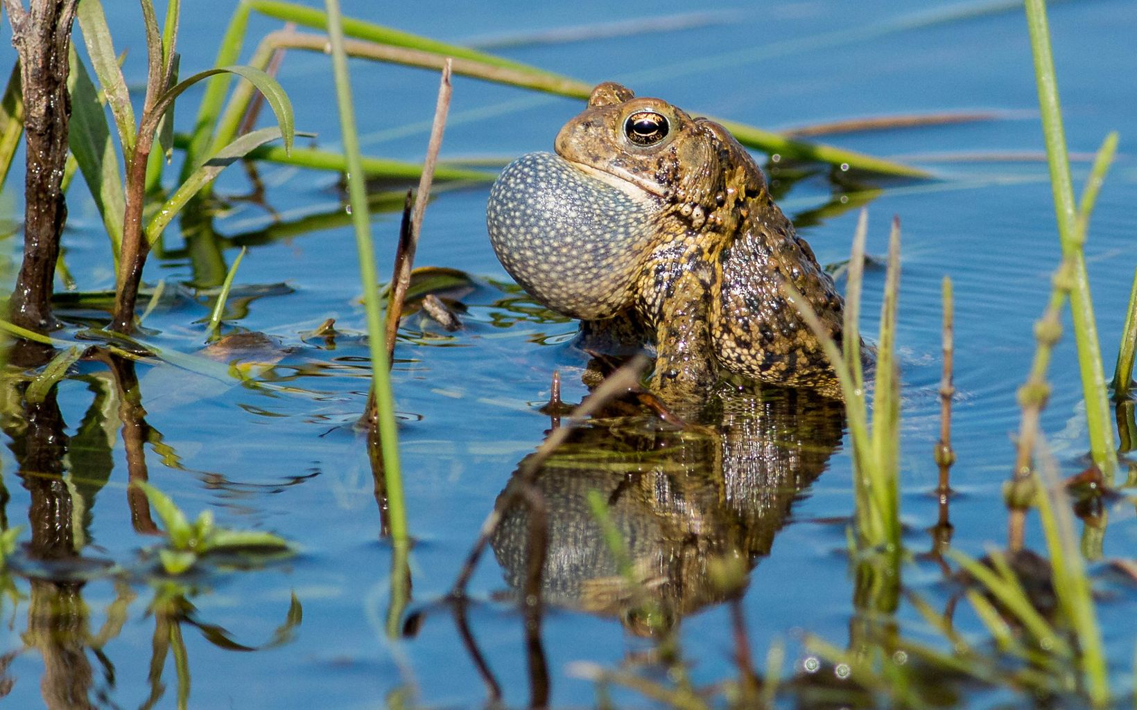 American Toad Wisconsin’s only toad, the American toad can live in wet and dry habitats including our yards and gardens! © Joshua Smith