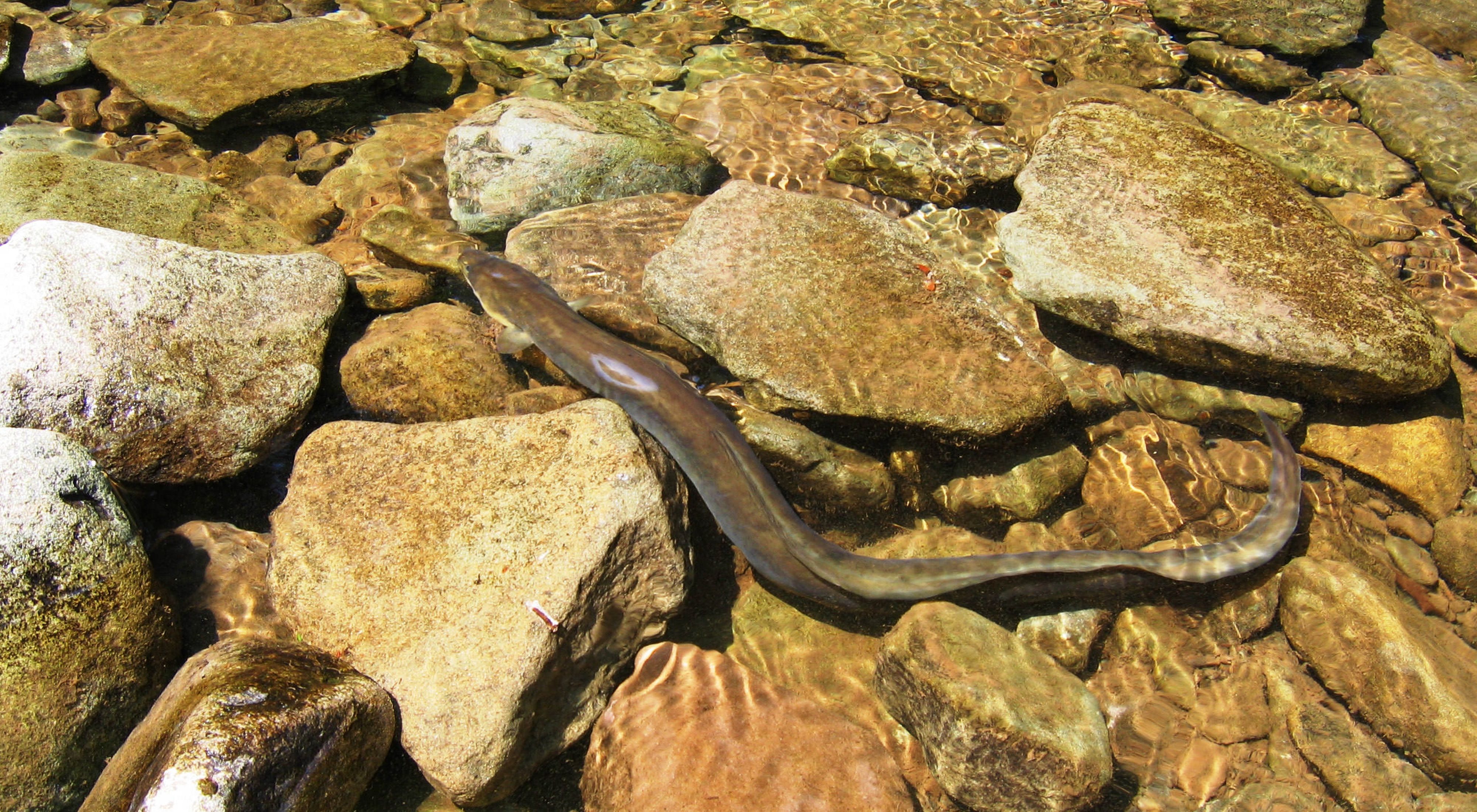 A brown eel rests in a collection of rocks
