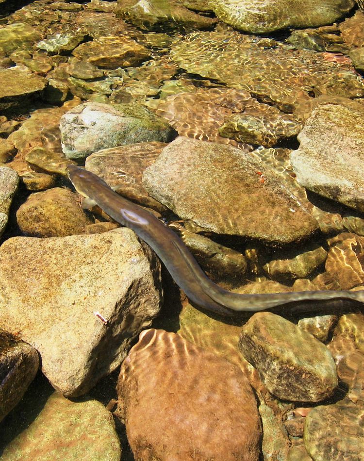 An eel swims between two rocks in a stream.