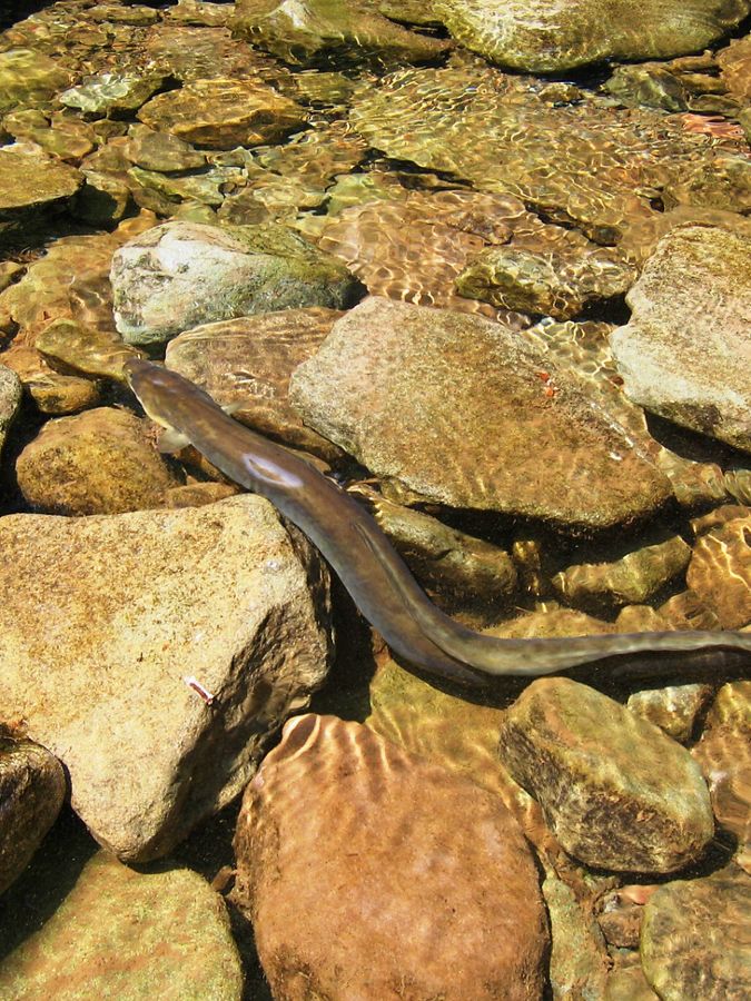 An eel swims between two rocks in a stream.