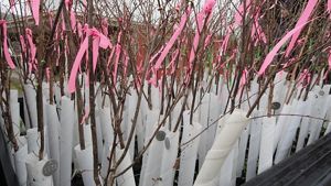 Closeup of American elm saplings. 