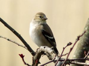 A small songbird with dull brown feathers sits on a thin tree branch.