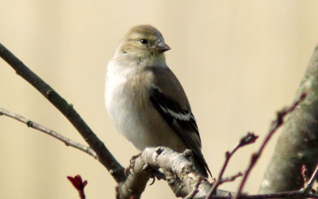 A small songbird with dull brown feathers sits on a thin tree branch.