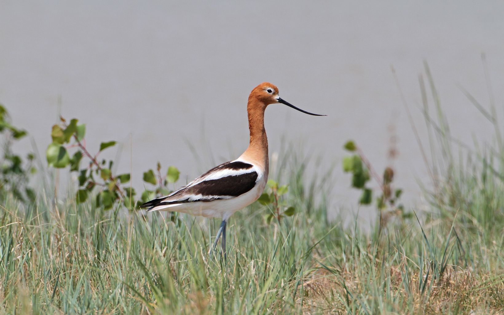 
                
                  American Avocet American avocets could be considered the mascot of the Cheyenne Bottoms. They can be seen in large numbers during both spring and fall migration. 
                  © Tom Blandford
                
              
