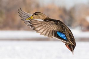 Duck flying above water.