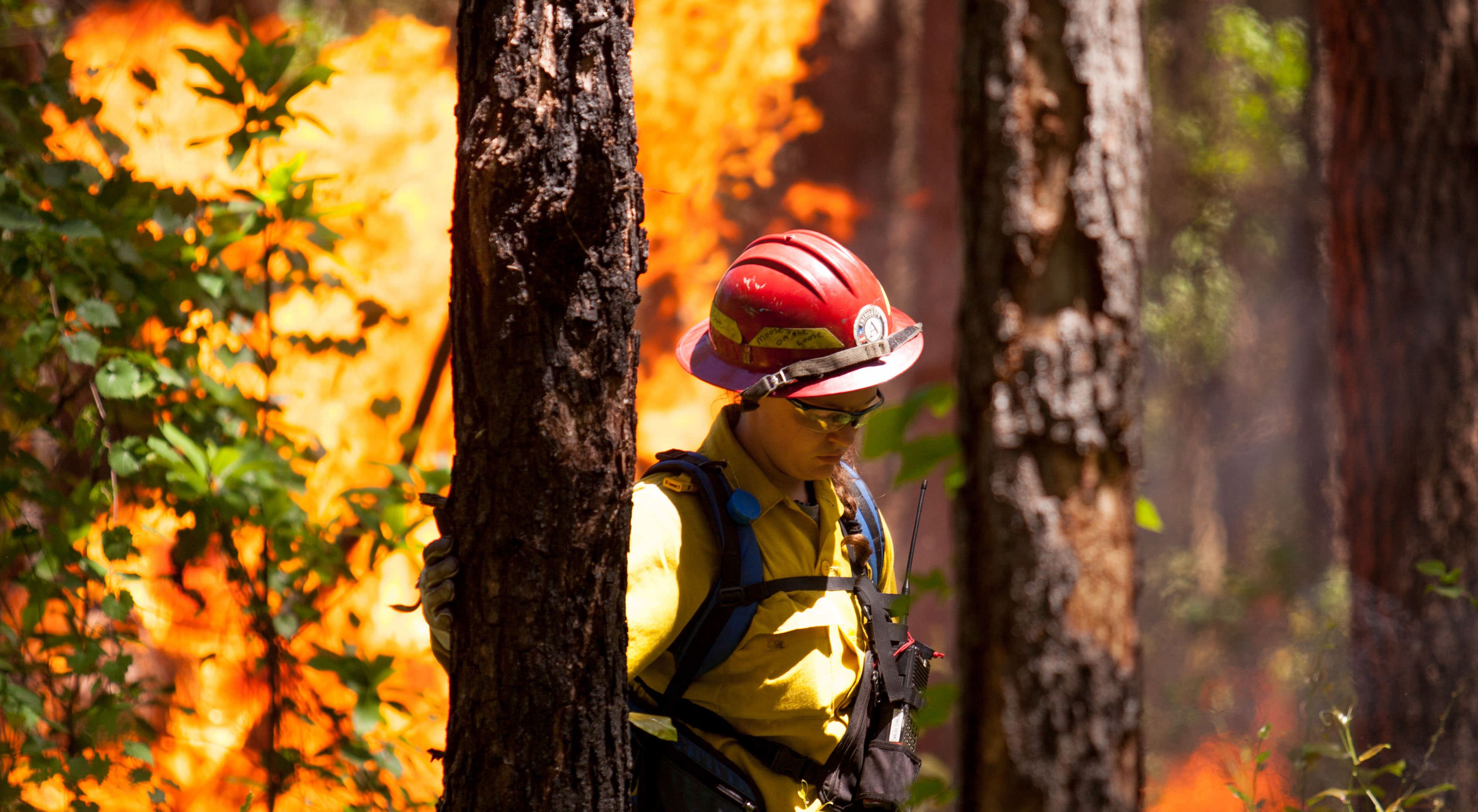 A burn crew member in fire-protective gear walks among pine trees with flames in the background.