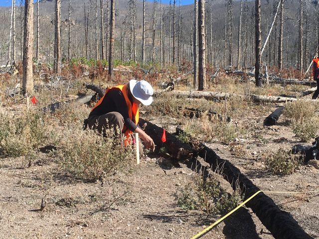 A person plants a tree in a burned-out forest.
