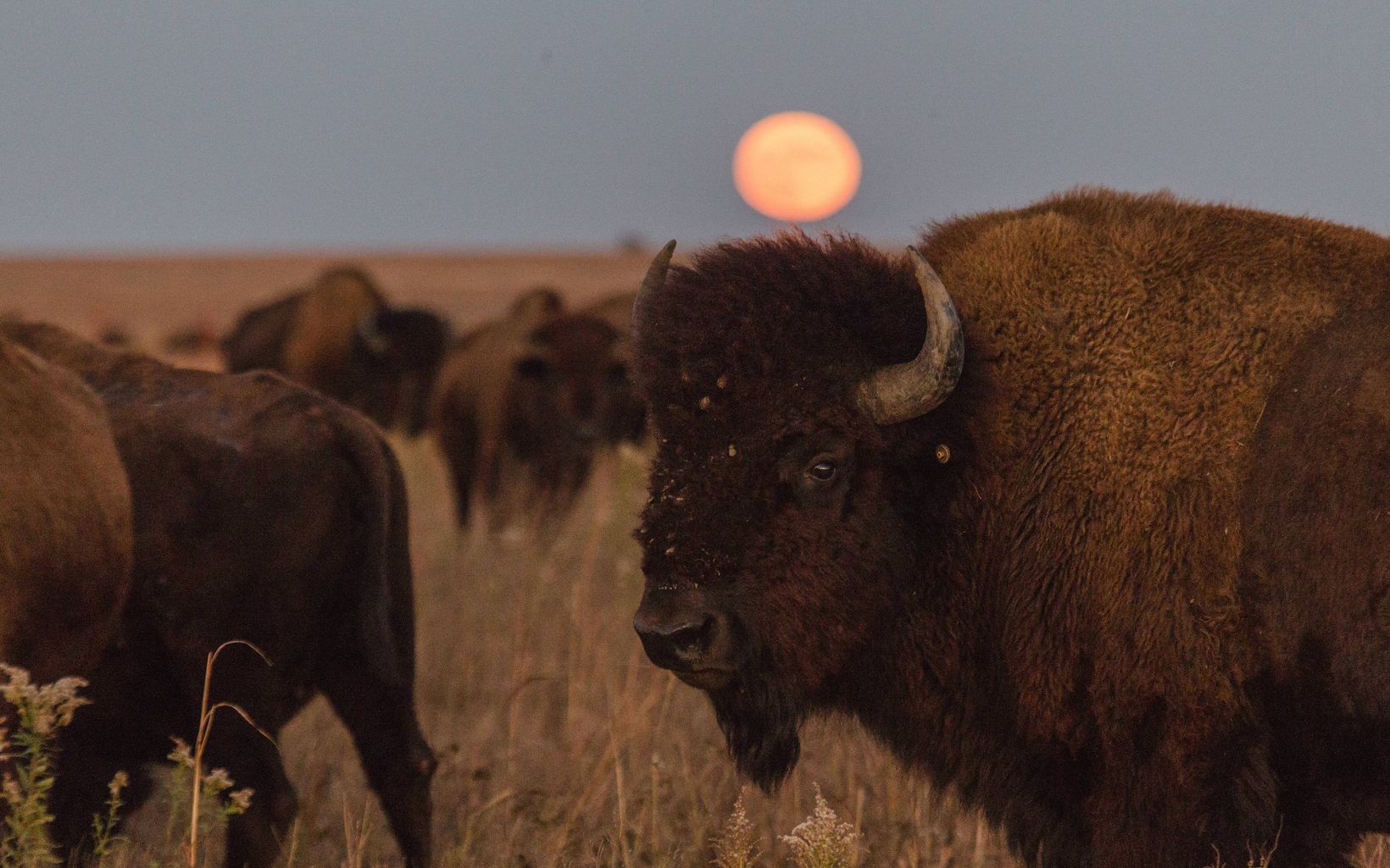 Bison beneath a full moon Buffalo are important to Native Nations for spiritual and cultural revitalization, ecological restoration, conservation, food sovereignty, economic development and more. © Morgan Heim