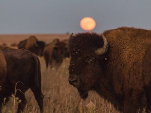 A small group of bison graze in a grassland with foothills and mountains in the distance.