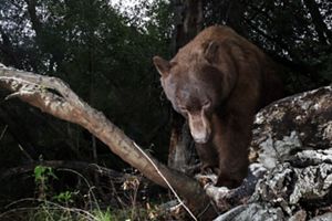 A brown bear climbs over rocks and branches towards the camera with its head pointed down.
