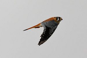 American kestrel in flight. 