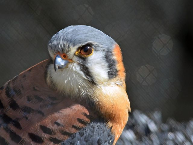 Closeup of a kestrel with a gray head and brown and black back.