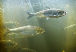 A school of American shad swimming.