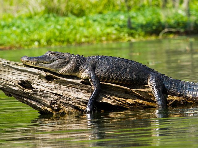 An alligator rests on a log surrounded by water.