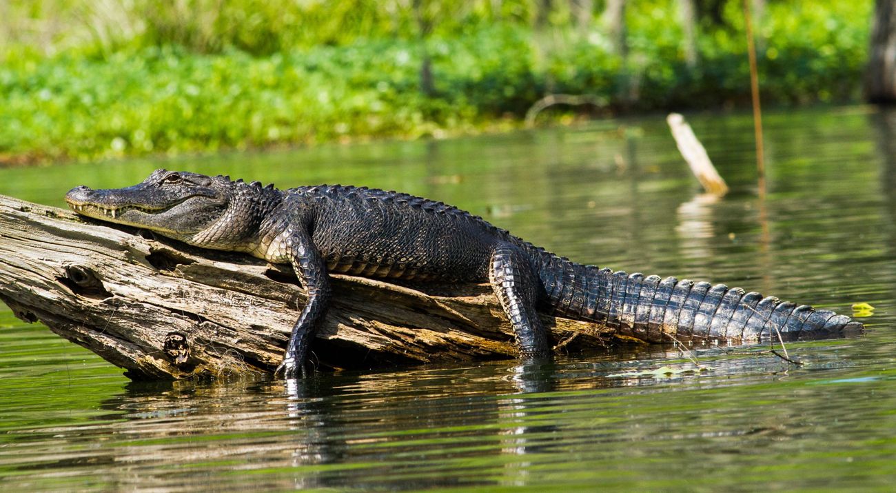 An alligator in the sun stretched along the length of a fallen log.