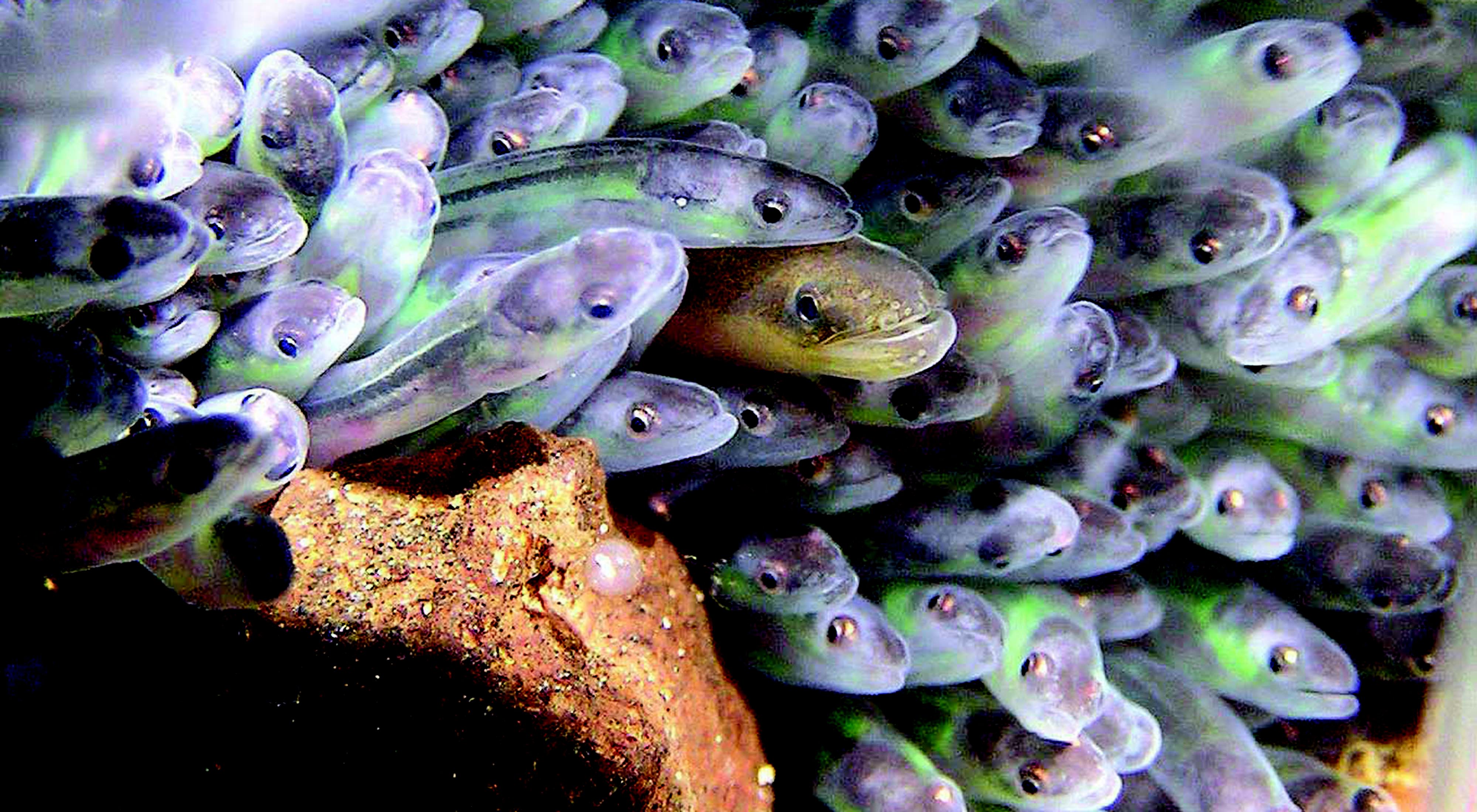 Closeup of 50 or so tiny blue and green eels all bunched together with their heads facing the camera.
