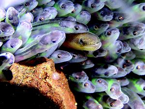 A school of American eels.
