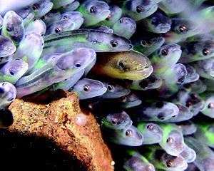 A school of American eels.